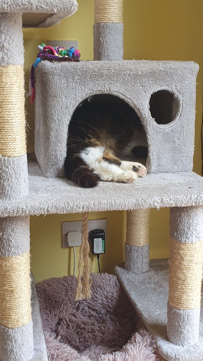 #MondayMorning ~ Do you recognise those paws 🐾? Someone giving the admin volunteers time to themelves. Maya has found a new place to sleep but I think she can watch all that is going on through the little hole & know when her help is needed #inthecompanyofcats #sleepycat #cat