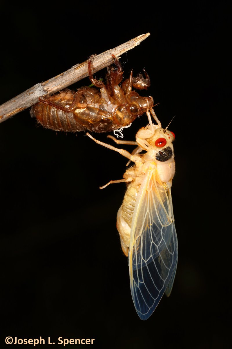 talkingrootworm's tweet image. “They’re back!” Spent the day looking for #BroodXIX 13-yr #periodical #cicadas at a Piatt Co. #IL natural area. Found some! But “Surprise!”, my #Champaign Co. yard yielded dozens of nymphs tonight. Half had become dangling, delicate white angels by time I called it a night!