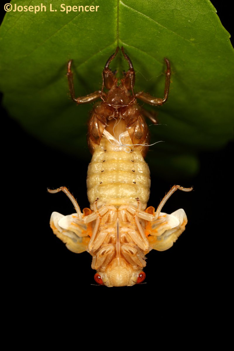 talkingrootworm's tweet image. “They’re back!” Spent the day looking for #BroodXIX 13-yr #periodical #cicadas at a Piatt Co. #IL natural area. Found some! But “Surprise!”, my #Champaign Co. yard yielded dozens of nymphs tonight. Half had become dangling, delicate white angels by time I called it a night!