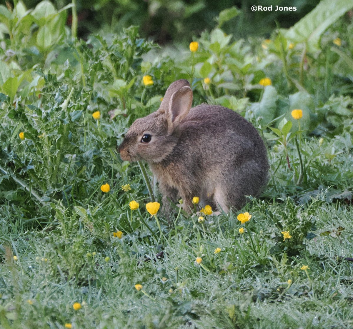 Young rabbit among the buttercups in Shelf Hall Park, Halifax. #ThePhotoHour #TwitterNaturePhotography #wildlife #naturephoto