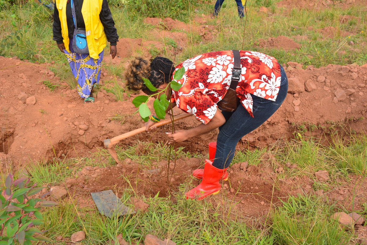 Every tree planted is a step towards a greener future. Let's work together to restore our lands and protect our planet! 🌳🌍 #LandRestoration #restoreourland
📸 credit: @GreengoalR ( @AnneMicomyiza & @AkezaGermaine)