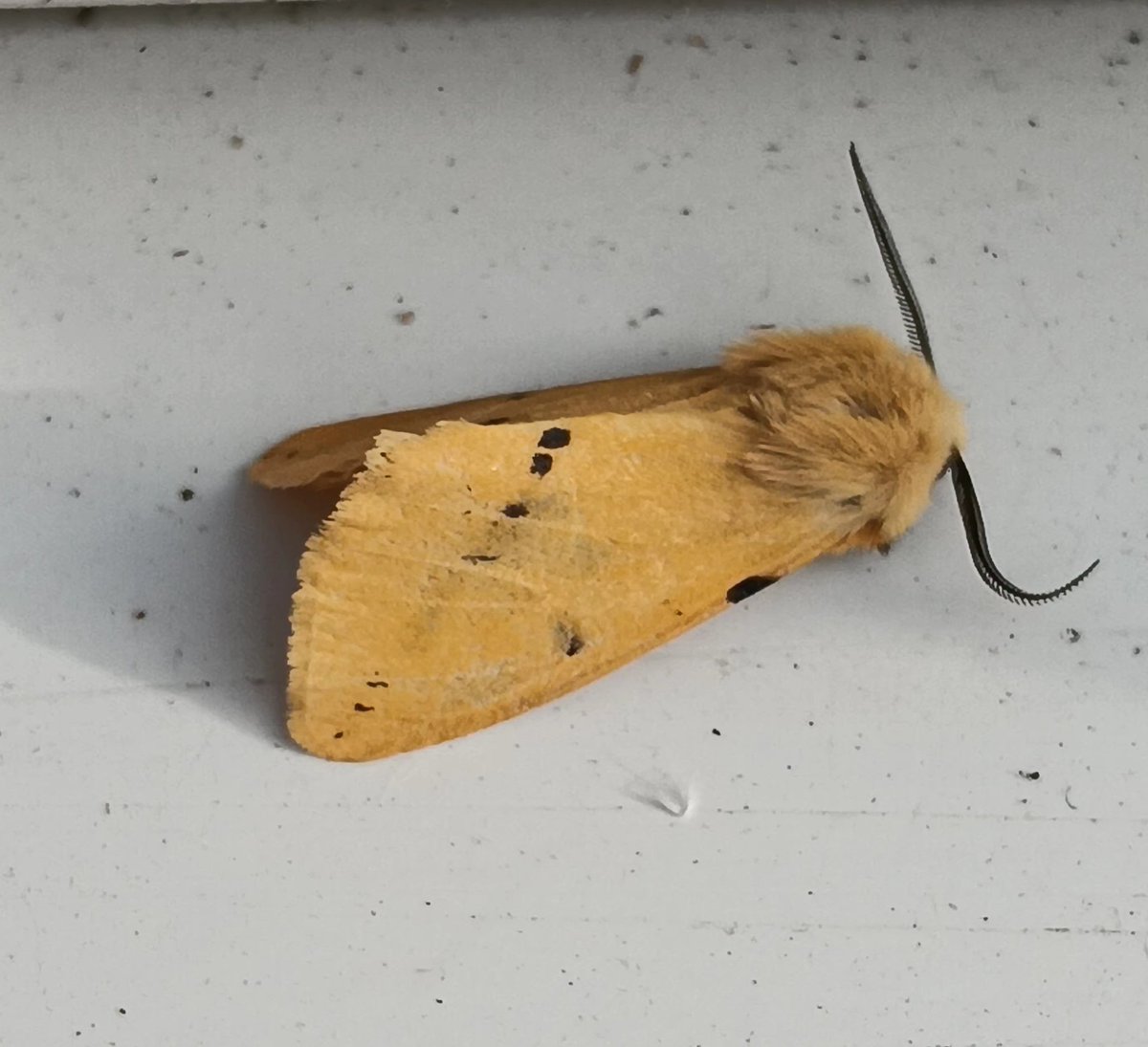 My new favourite moth? The eyes have it! This impressive Eyed Hawkmoth was new for me in the trap this morning with Poplar Hawkmoth and Buff Ermine both NFY. VC38 SK10 B74 @ruth_newby @BCWarwickshire @EcoRecording