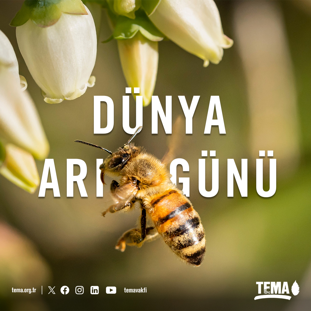 Bugün Dünya Arı Günü 💛 Doğanın mucizevi mimarları, küçücük ama hayatımızla devasa bir bağı olan arılar olmadan bir dünya düşünmek imkansız. Onların varlığı, yaşamın devamlılığının ve biyolojik çeşitliliğin temel taşlarından biri. 🐝 Tam 100 milyon yıldır gezegenimizde var