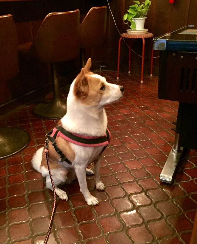 いつもの喫茶店。
おばさまたちが世間話してるところに寄ってってクシャミしたら、
「あら、あなたも花粉症？」
ってすごくフツーに言われ、そのまま何か適当に相づち打って座り込んでました。
↑ 犬が！

地域社会に完璧に溶け込んでる😂