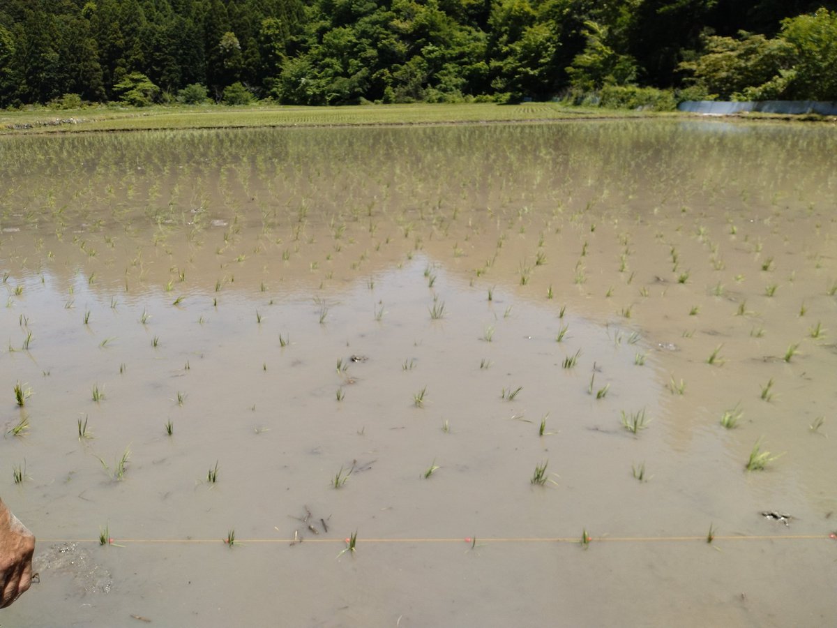 今日は二十四節気の小満（しょうまん）です✨田植えの時期ですが、佐賀では麦秋（麦の収穫時期）と重なってます🤗田んぼの景色とともに季節の移ろいを感じますね。が、しかし暑いです💦