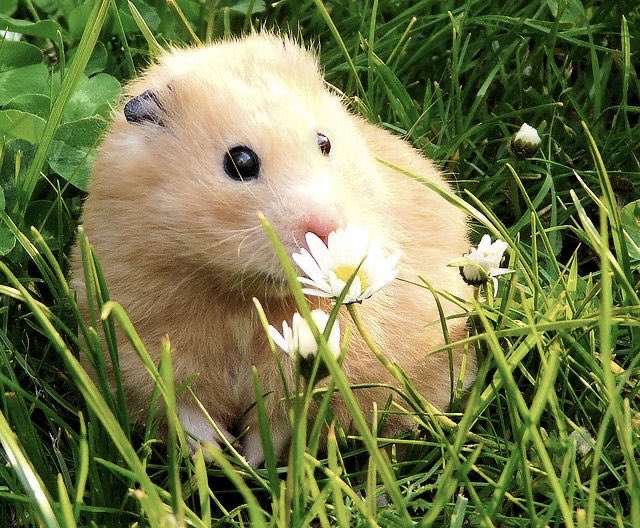 hamster in the grass field