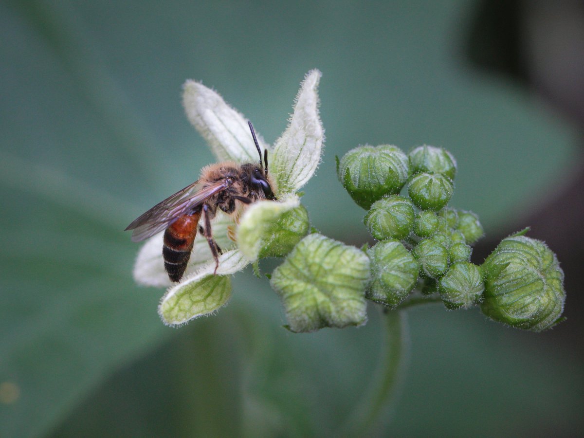 Biologische Schutzgemeinschaft (@bsggoettingen) on Twitter photo In den letzten Jahren hat der Arbeitskreis Wildbienen der BSG unter Mitarbeit u.a. von <a href="/FMinifera/">Svenja Meyer</a>, <a href="/C_Blei/">Christoph Bleidorn</a>, <a href="/HGardein/">Hanna Gardein</a> viel zur Wildbienen-Vielfalt in Südniedersachsen geforscht - nur was man kennt, kann man schützen. #WorldBeeDay
Zum #WeltBienenTag geben wir hier Einblicke. 🧵 In den letzten Jahren hat der Arbeitskreis Wildbienen der BSG unter Mitarbeit u.a. von <a href="/FMinifera/">Svenja Meyer</a>, <a href="/C_Blei/">Christoph Bleidorn</a>, <a href="/HGardein/">Hanna Gardein</a> viel zur Wildbienen-Vielfalt in Südniedersachsen geforscht - nur was man kennt, kann man schützen. #WorldBeeDay
Zum #WeltBienenTag geben wir hier Einblicke. 🧵