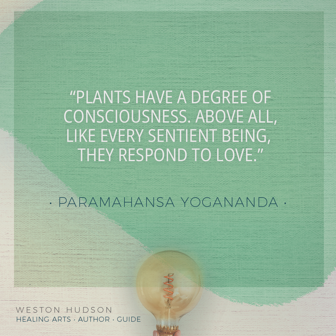 “Plants have a degree of
consciousness. Above all,
like every sentient being, 
they respond to love.” - Paramahansa Yogananda
#dailyinspiration #quotestoliveby  #inspirationalquotes  #motivationalquote #quoteoftheday #paramahansaYogananda #Yogananda #paramahansaYoganandaquote