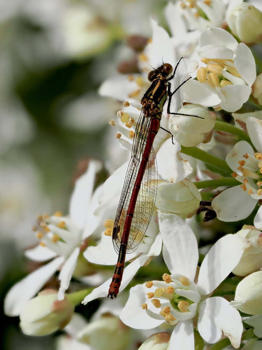 It’s wonderful to see so many Large Red Damselflies emerge from our pond. It’s a tiny pond of around a half square metre, but so full of wildlife.
#damselflies #GardenPond