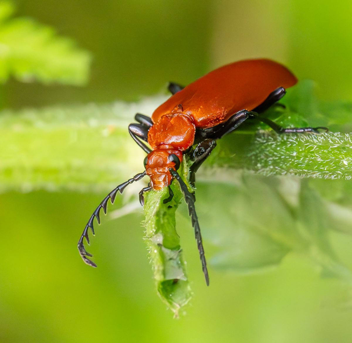 A Red-headed cardinal beetle #MacroMonday #Macrohour #Macro