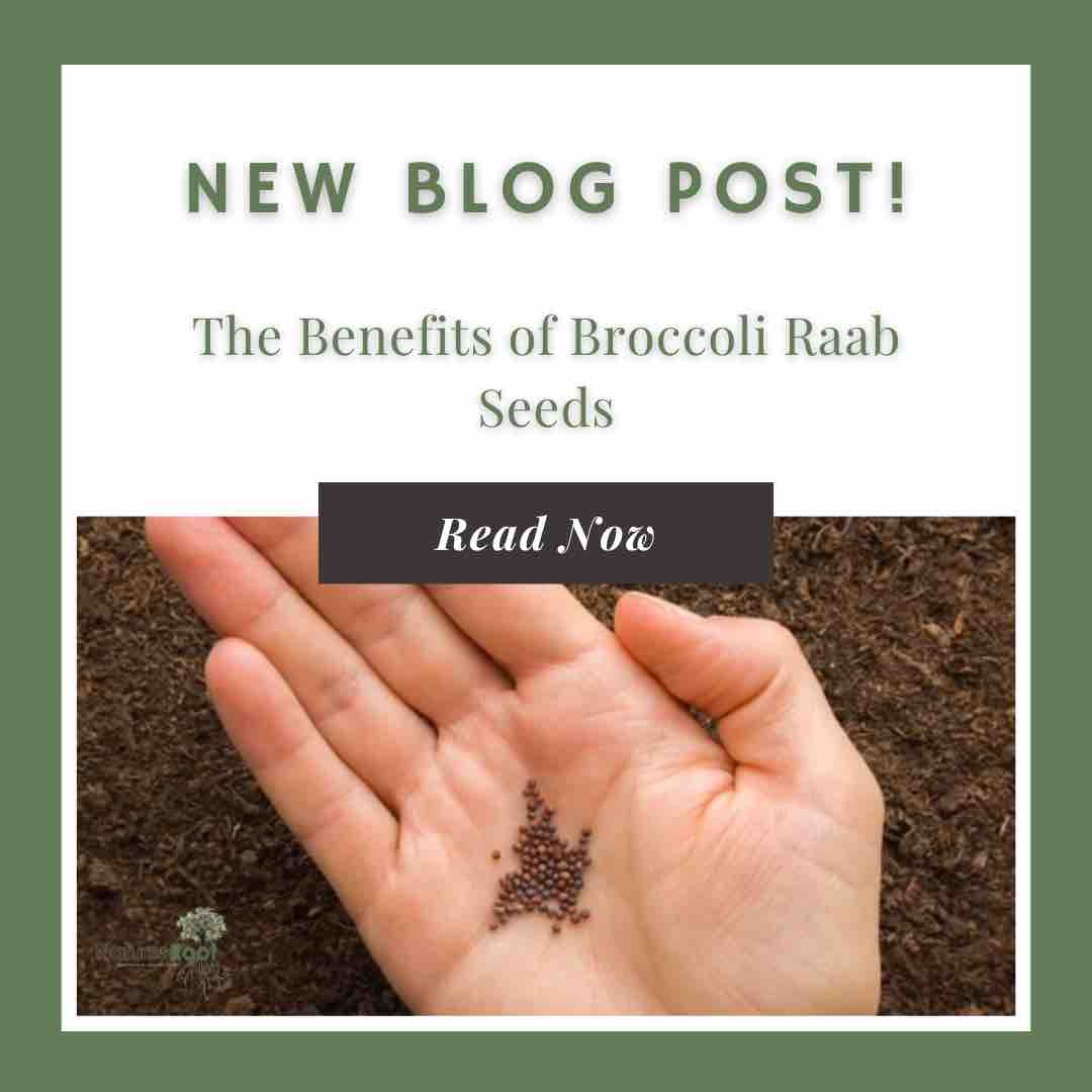 A great read from our blog team 😊

The Benefits of Broccoli Raab Seeds 

Read here naturesroot.co.uk/blogs/news/the…

#blog #hellomonday #blogpost #broccoli #healthymind #healthybody
