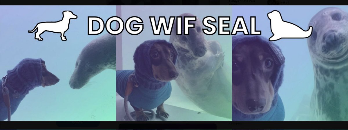 DogWifSeal is one of the newly released memecoins of the Solana network... 

#Solana network continues to stand out with memecoin projects lately. #DWS token; It was inspired by the friendship of a dog and a seal. 

➖We have seen that many projects that emerged in this way have