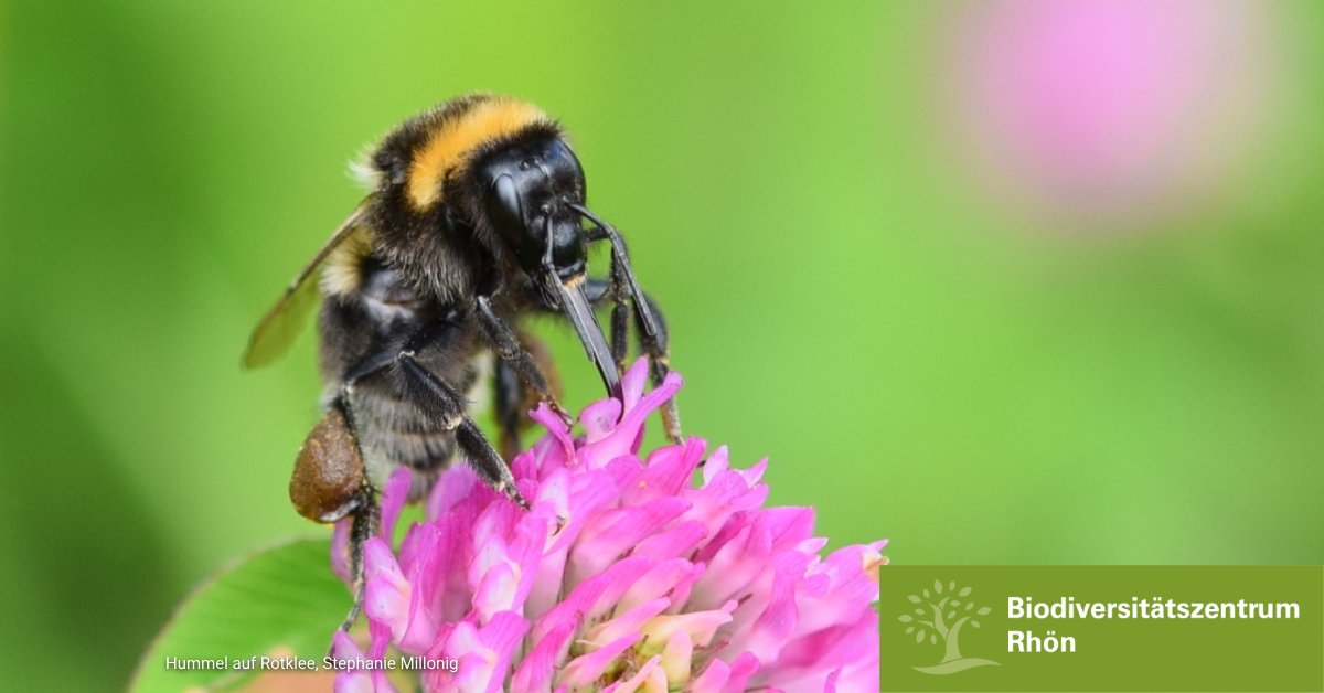 lfu_bayern's tweet photo. #Weltbienentag: Wie verändert sich die Bestäubungsleistung, wenn Wildbienen in Dörfern gefördert werden? Das ist eine Fragestellung im Projekt "Wildbienen in Dörfern - Teil 2" der Uni @Zoo3_Wuerzburg und des #BiodiversitätszentrumRhön. 
#TagderBiene
👇
https://t.co/L1as4SMRS7 https://t.co/hiJz9DXbFP