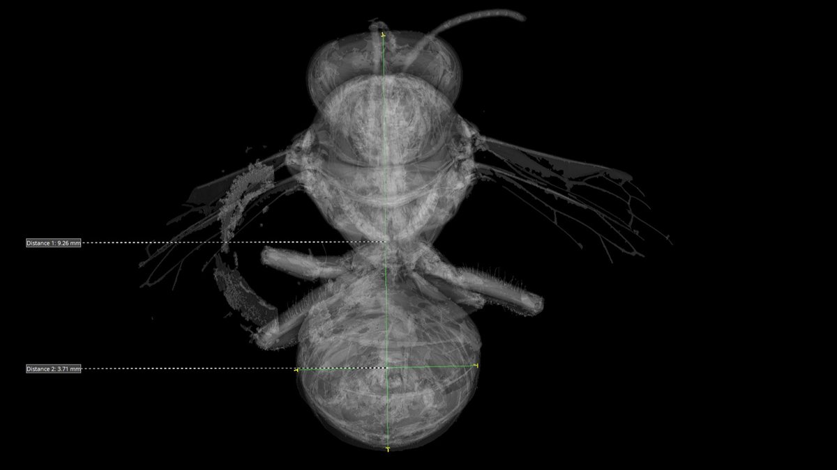 Today we celebrate #WorldBeeDay.
#xsightxray #nikonmetrology #microct #xray #industrialxray #xrayinspection #metrology #computedtomogrophy #industrialtomography #inspectionservices #3dscanning #ndt #ctscan #xrayct #qualityassurance #3drendering #industrialctscanning