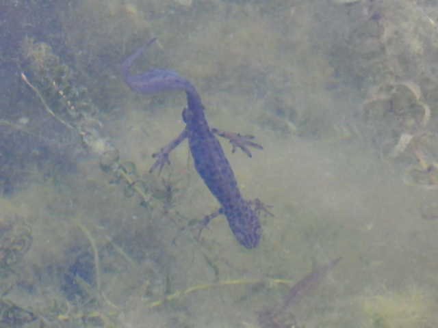 Litter picking lol; Lifford Res Newts! Great! @EcoRecording @Team4Nature
