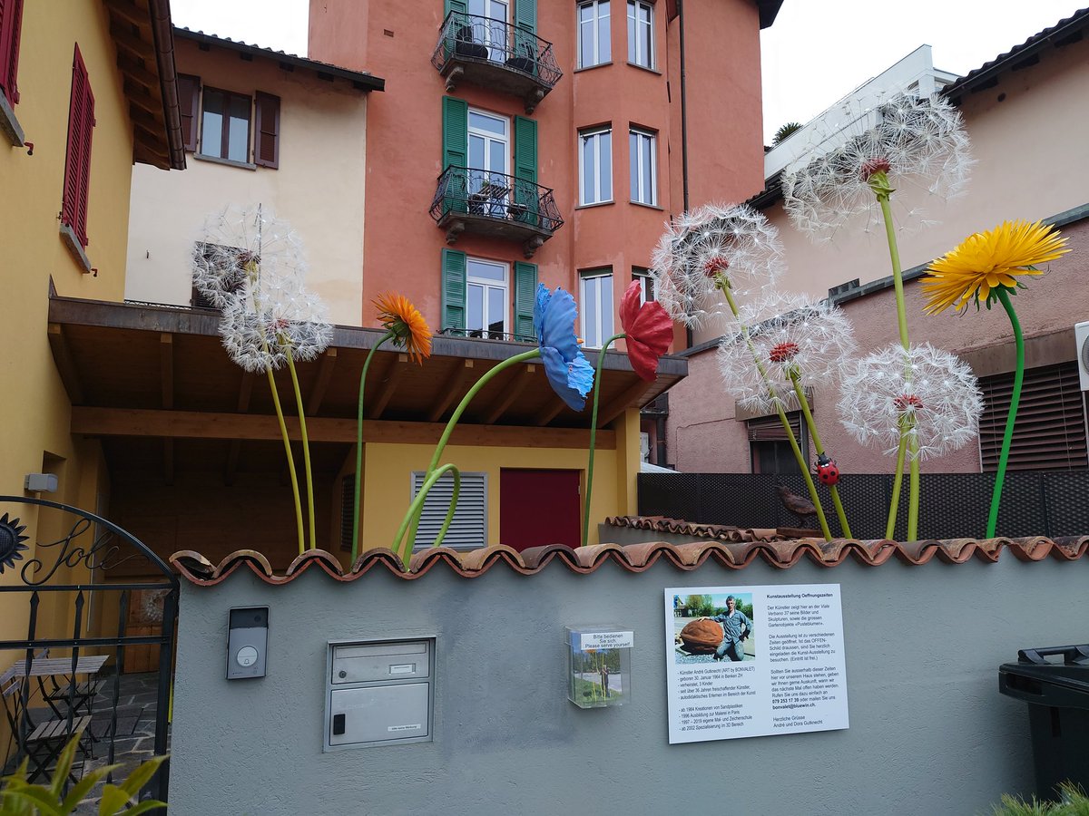 Massive dandelions by André Gulknecht, in Locarno. #LundiFleuri