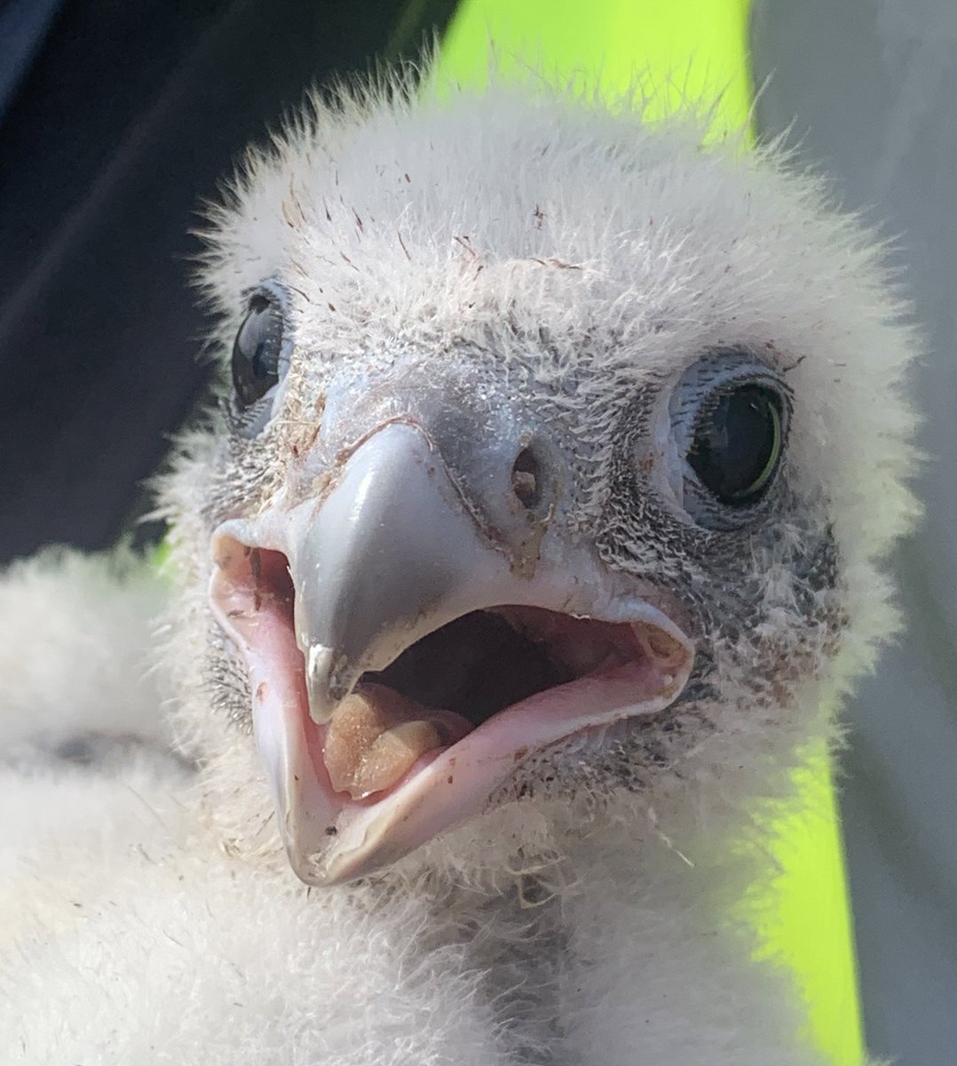 What a day! Peregrines visited for ringing in Staffordshire, finding 4 very healthy chicks. Colour rings fitted and returned safely. Incredible experience and a privilege @_BTO this site has now fledged 35 chicks since 2014.