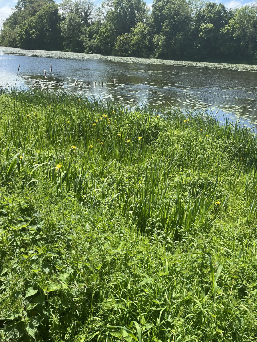 Moira Towpath in full bloom 🌿🌱🌼