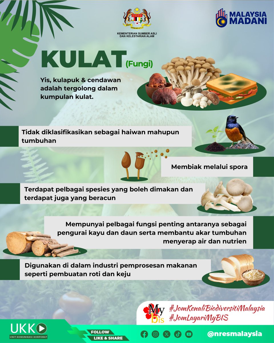 nresmalaysia's tweet photo. 𝐉𝐎𝐌 𝐊𝐄𝐍𝐀𝐋𝐈 𝐁𝐈𝐎𝐃𝐈𝐕𝐄𝐑𝐒𝐈𝐓𝐈 𝐌𝐀𝐋𝐀𝐘𝐒𝐈𝐀

Sempena Bulan Biodiversiti NRES, jom kenali biodiversiti yang merupakan khazanah negara kita!

Mari kenali Binturong dan Kulat di Malaysia. 🦡🍄

#binturong #kulat #MyBIS #NRES #BePartofthePlan #MalaysiaMADANI https://t.co/5je5RIyG6n