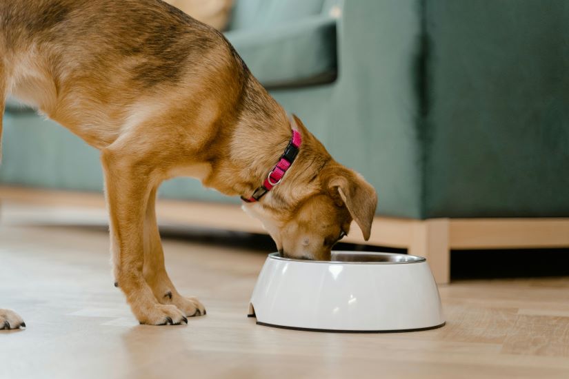 7 Delicious And Nutritious Dog Foods Know more: uniquetimes.org/7-delicious-an… #uniquetimes #LatestNews #dogfoods #deliciousfood #nutritious #cannedfoods #wetfoods