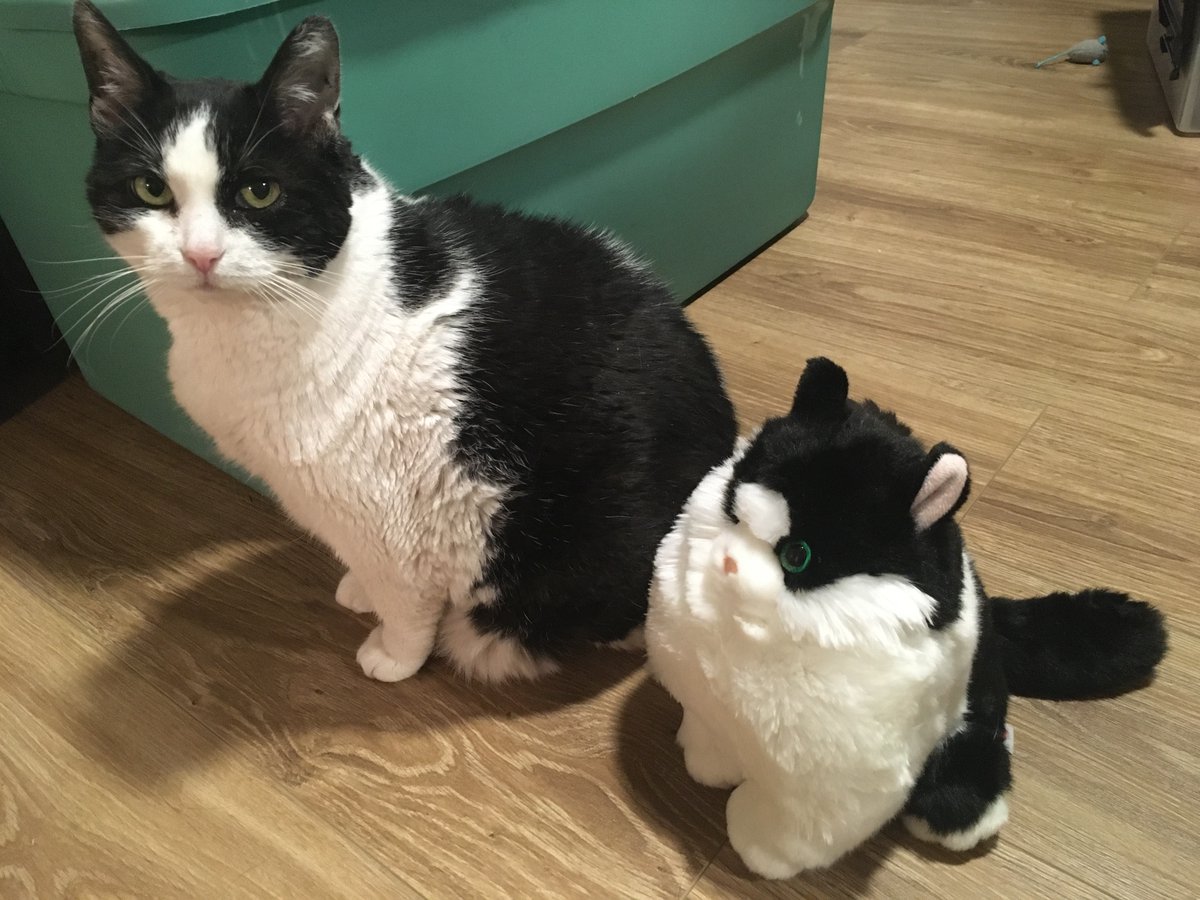 ⭐️RayStarKitty⭐️ tweet media