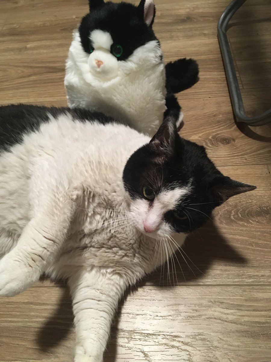 ⭐️RayStarKitty⭐️ tweet media