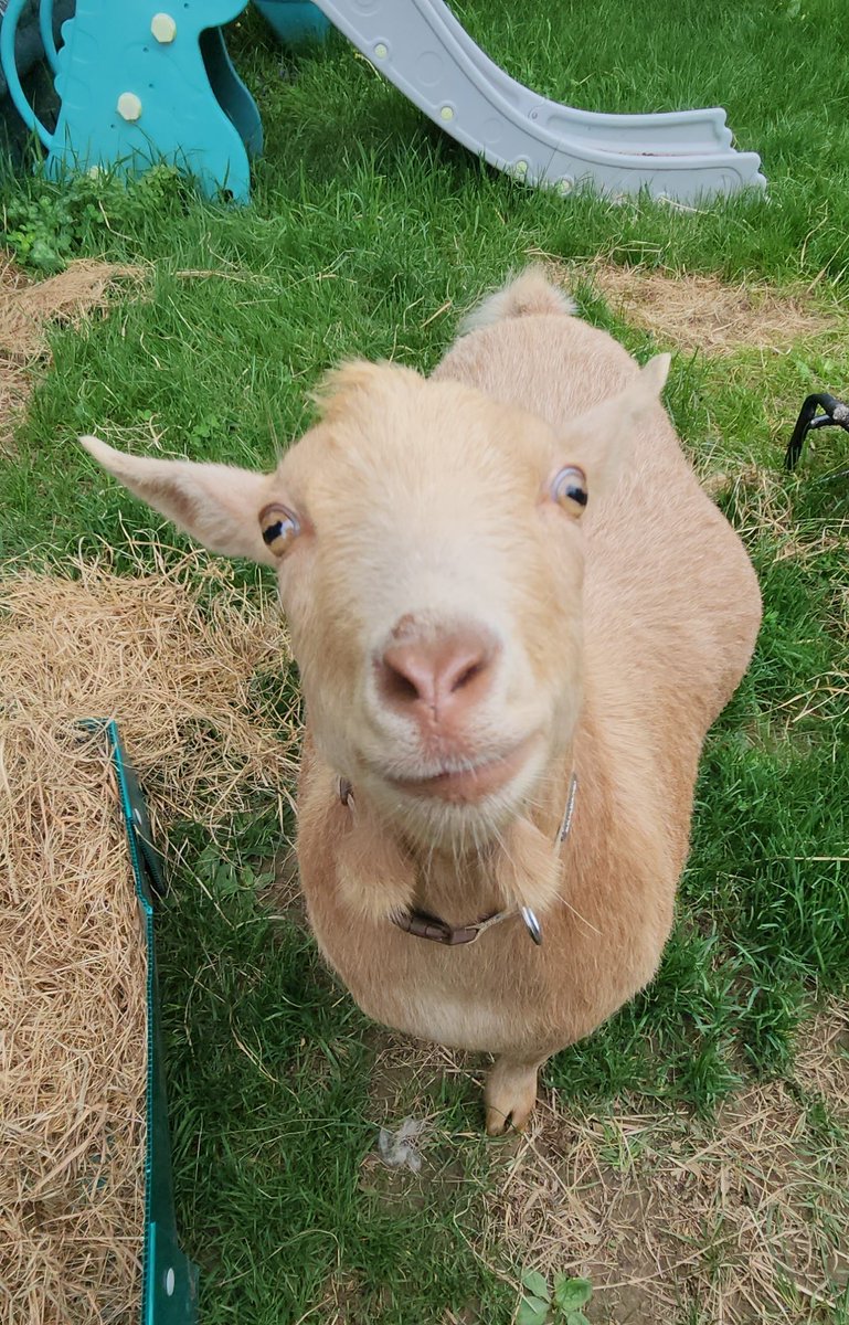 Oh, hi there! We are very close to our fence goal despite what the Spotfund says... (we received a very generous donation) however, Mom is afraid that both Blossom and myself may need xrays at the vet on Friday, and it will cost a lot more (though she's really hoping not!). We