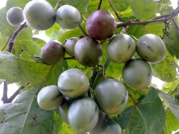 A farmer from @GisagaraDistrict / Kigembe Sector, will harvest 2,500 kg of tree tomatoes in June 2024. Make your pre-order today by visiting ehaho.rw/pre-order/2024… or call us at +250 786 506 040.