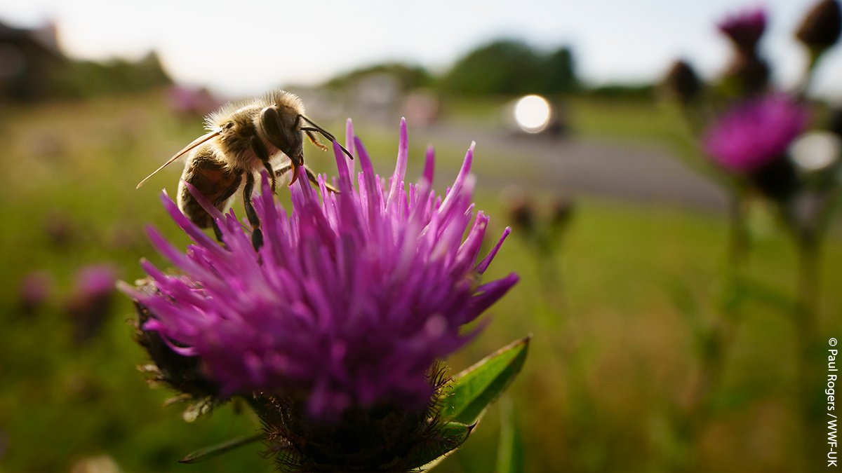 We're buzzing with good news for bees in Leicester. 🐝🙌 Supported by @ThisIsReckitt, we've partnered with @Leicester_News & @Trent_R_Trust to transform busy roads with wildflowers verges - providing a food source for pollinators helping them get from A to Bee! #WorldBeeDay