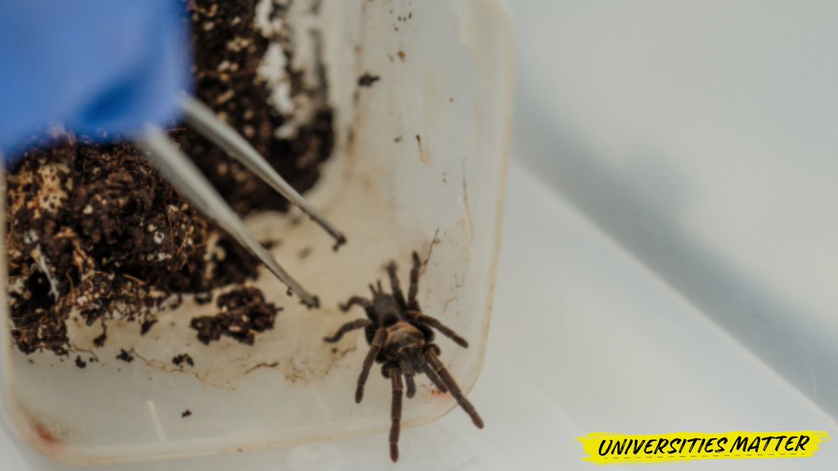 A @usceduau researcher is using arachnid venom to help farmers fight locusts, after being awarded a $240,000 Advance Queensland Industry Research Fellowship. Dr Shaodong Guo and his team will investigate hundreds of spider and scorpion venoms for chemical compounds to develop
