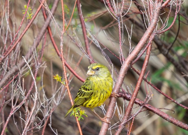 Canaries chirruping constantly in the countryside! The Yellow male with its bright yellow underparts and female look very different. The Cape Canary is grey- naped and mildly streaked &  the Forest Canary has a pink bill & a broad yellow brow. @IndiAves