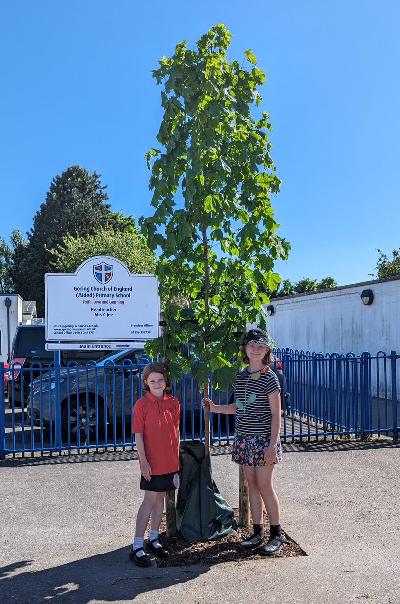 We it love when a 'local' business🏭 wants to sponsor a tree🌳 in a 'local' street (here a school street) as a way of giving something back to their 'local' community 🧑‍🤝‍🧑 Thanks to #Worthing based VYV-UK who donated funding for this magnificent tree outside Goring Primary. More👇