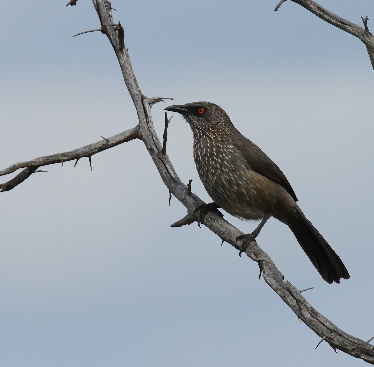 The aptly named Arrow-marked babbler. They fly around in small flocks babbling to each other incessantly.