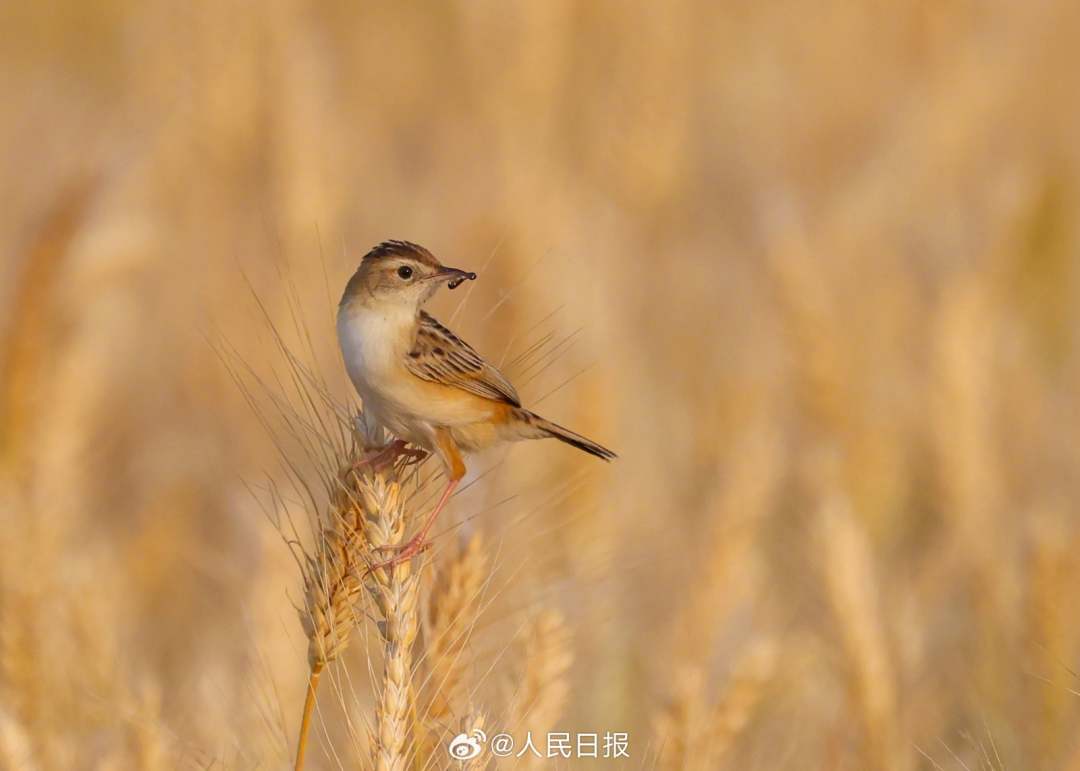 In the golden wheat waves, a fan-tailed warbler was hunting. On this Grain Buds solar term, look forward to the harvest.
#China #nature #GrainBuds #小满