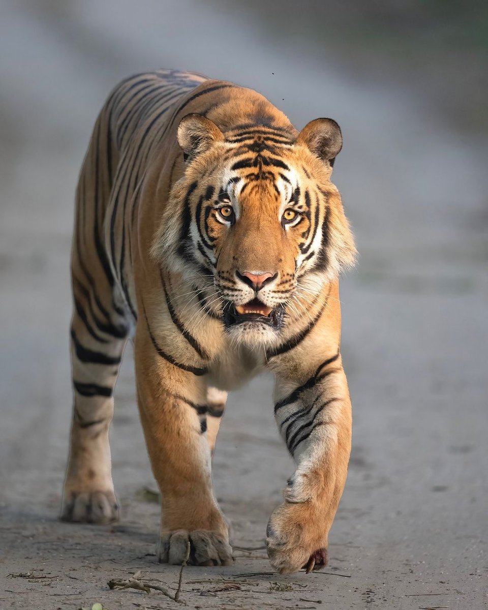 Huge Male Tiger name S3 aka Kulhadiram  👑 
He is one of my fav tiger 
He is massive 🔥

Photo  - jitendergovindani     

📍 Pilibhit Tiger Reserve , India