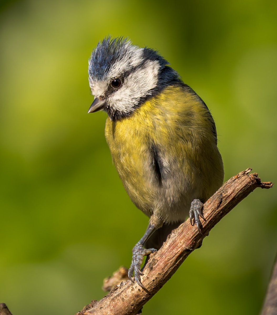 Another beautiful day ~ the Blue Tits are constantly back forth to the feeders collecting food to take back to the nests, captured this shot in glorious light #TwitterNaturePhotography #BirdsOfTwitter @Natures_Voice @RSPBCymru @Birds_UK