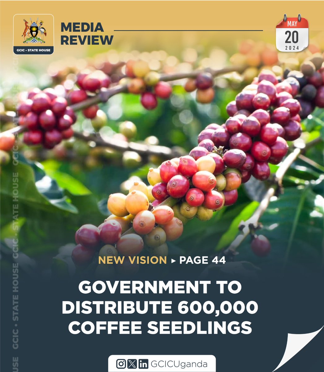The Government, through the agriculture ministry, plans to distribute 600,000 coffee seedlings to farmers in Lango and Acholi sub-regions. Link:media.gcic.go.ug/gcic-media-rev…
