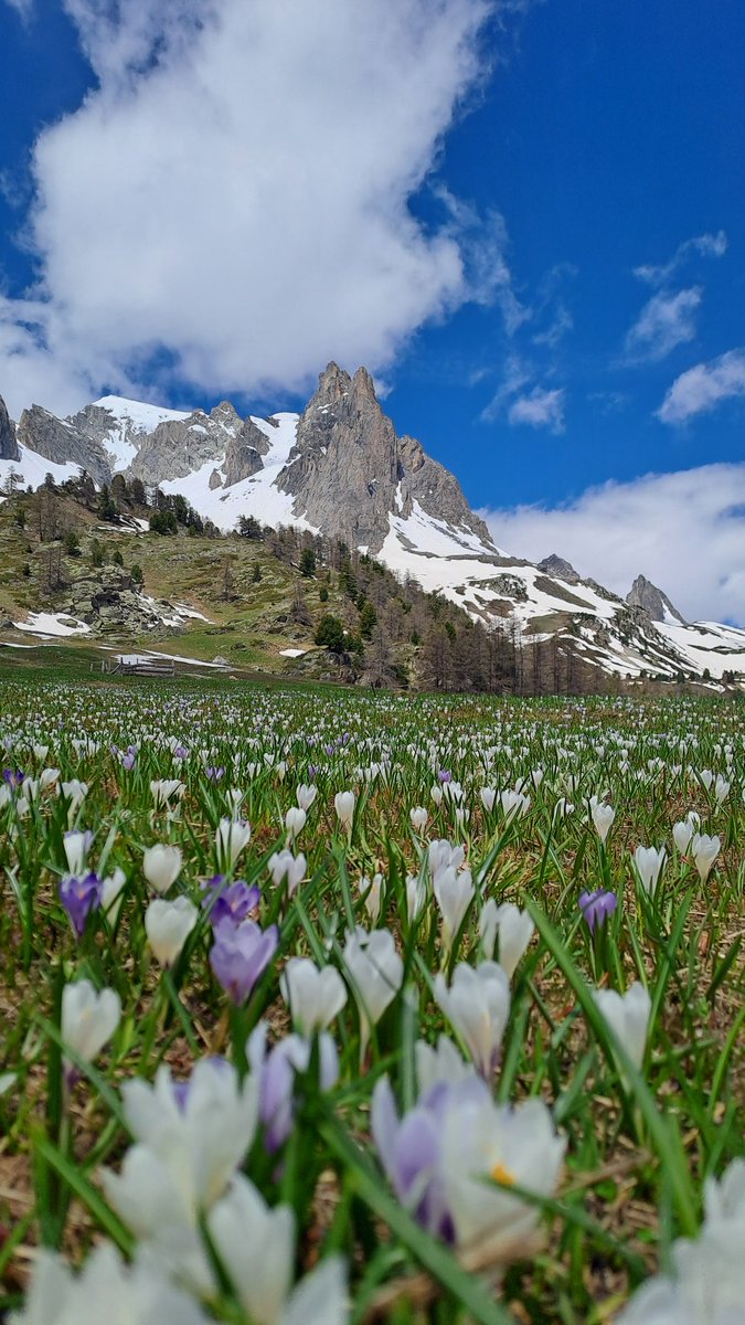 Le printemps en montagne. 
#montagne #fleurs #hautesalpes #crocus #nevache #alpes