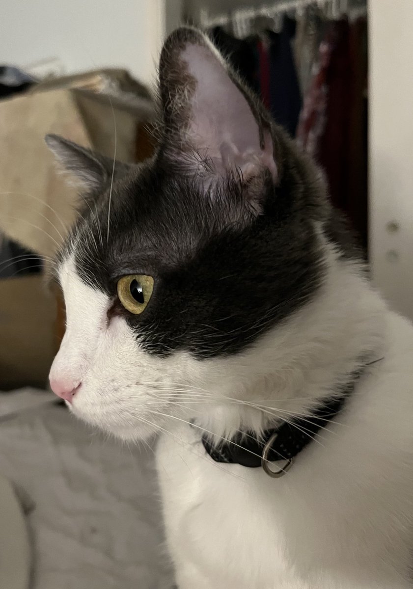 Pegasus_pegs's tweet photo. Jazz 🐈‍⬛❤️ I hate when Mom gets home so late. Happy Monday friends! #Cats #Friends #Minday https://t.co/VmQJOyJAgR