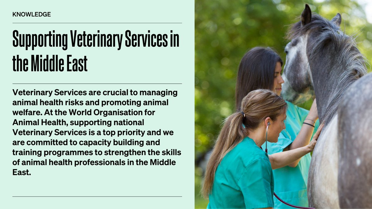 #VeterinaryServices, whether public or private, are essential to the #animalhealth, #animalwelfare and communities. Find out what our strategic objectives are and how we are working to improve our capacities and competencies in the #MiddleEast: rr-middleeast.woah.org/en/our-mission…