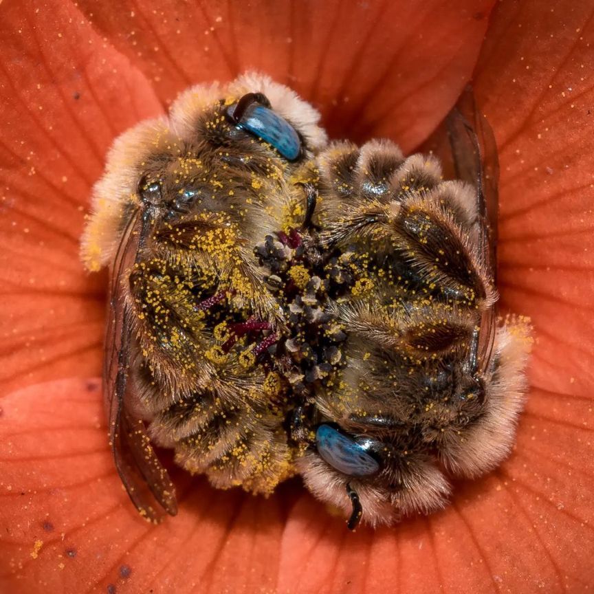 Did you know that bees sleep between 5-8 hours a day, sometimes in flowers? Also, they like to sleep with other bees and hold each other’s feet. 📸: Joe Neely