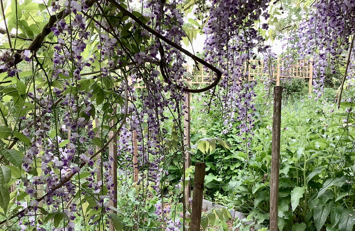Good morning from the #WelshMarches. Wisteria at its best, and the comfrey rampant in the herb parch. Happy bees! 😊🐝💕