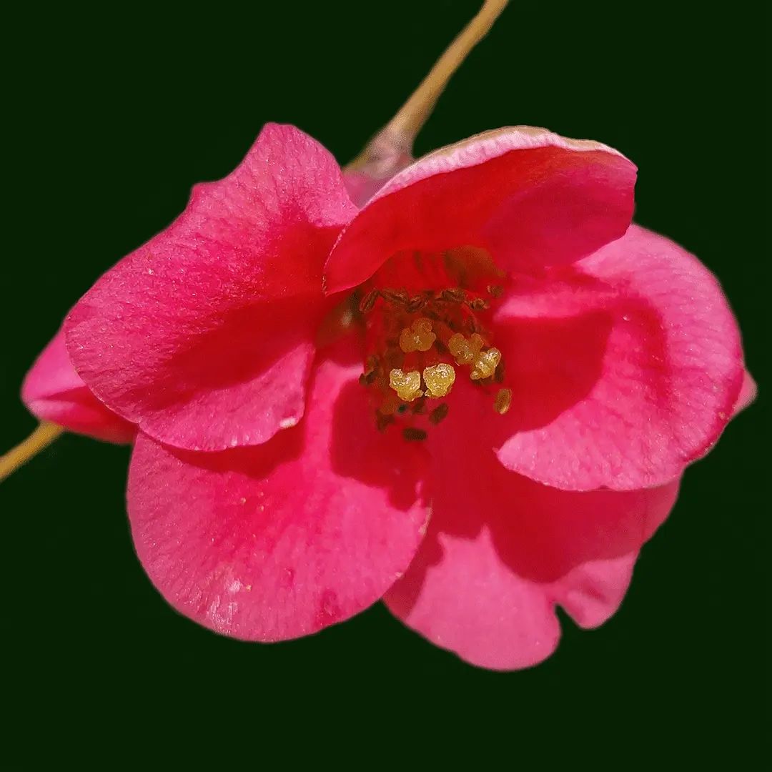 Flowers Are A Gift To This Earth.