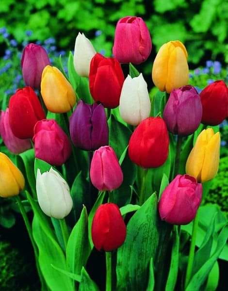 Jolies Tulipes !!
#NatureBeauty 
#LundiFleuri