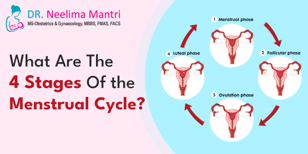 What Are The 4 Stages Of the Menstrual Cycle? A woman’s body undergoes a monthly hormonal process known as the Menstrual Cycle, which readies it for the potential of pregnancy... Know more at: drneelimamantri.com/blog/what-are-… #StagesOfMenstrualCycle #MenstrualCycle #Gynecologist
