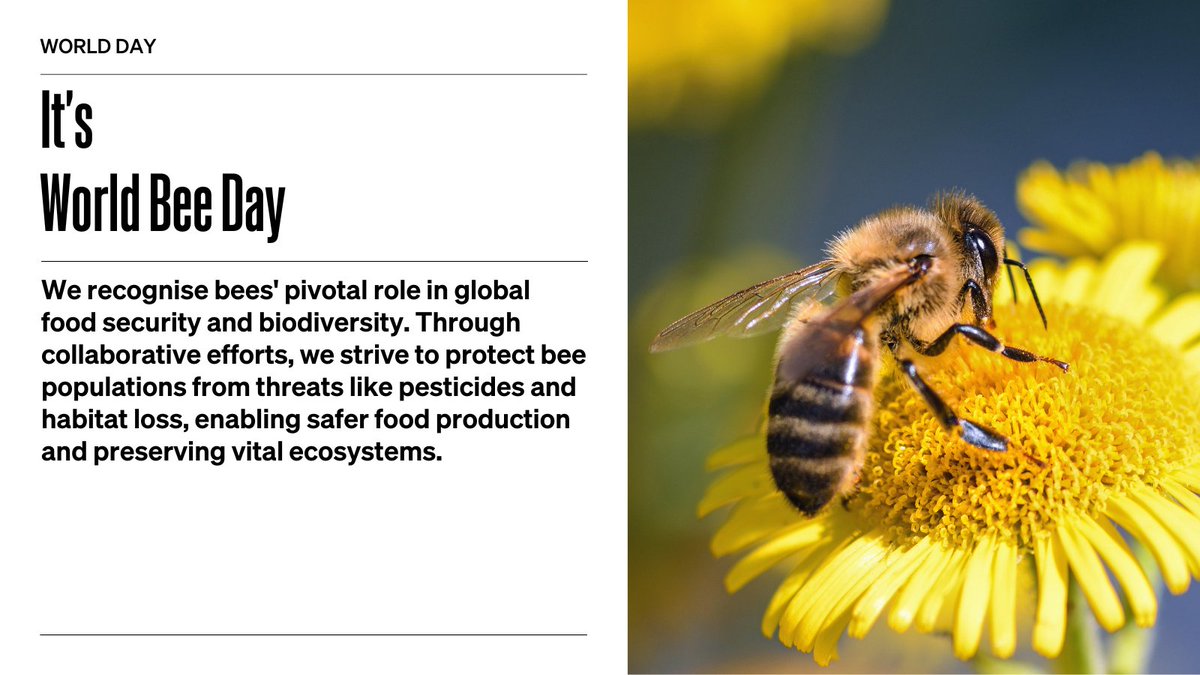 On #WorldBeeDay, We call for global action to #SaveTheBees and #ProtectOurSpecies. Bees play a vital role in food security through pollination. Their populations face threats that urgently require sustainable practices in agriculture and environmental policies.