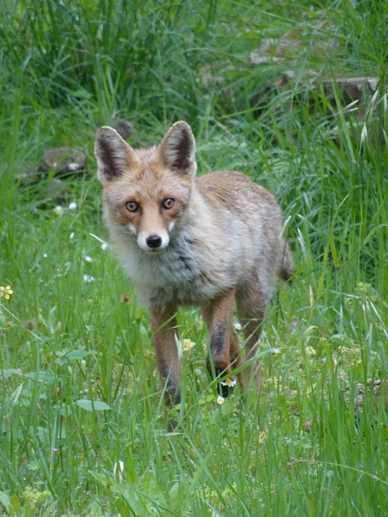 Felix 't Hart tweet media