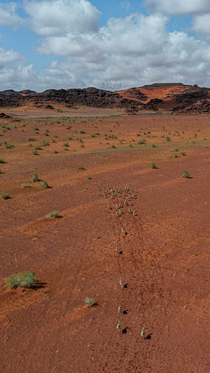 غزلان الريم، محمية الملك سلمان بن عبدالعزيز الطبيعية، تبوك، شمال غرب #السعودية 🇸🇦 🦌🏜️