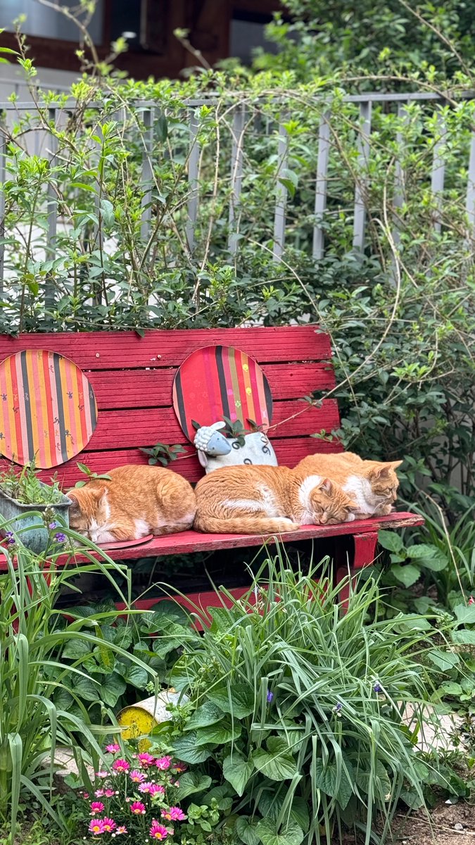 치즈, 치즈, 치즈