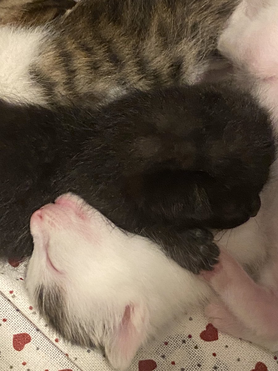 anna_ex_belva's tweet image. Ying e Yang #2weeksold